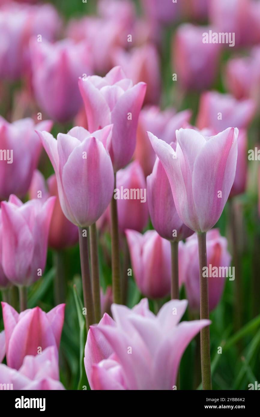 Tulipa Mistress Mystic, tulip Mistress Mystic, shades of pink and lavender, lance shaped foliage., Stock Photo