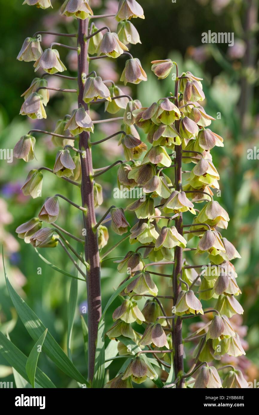Fritillaria persica Bicolour Magic Bells, Persian Lily, Persian Fritillary, spikes of green flowers washed with mauve, Stock Photo