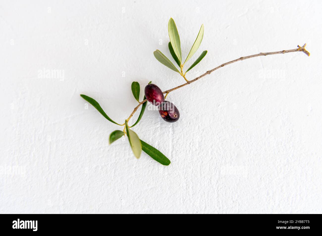 Black olives on a branch isolated in a white background Stock Photo - Alamy
