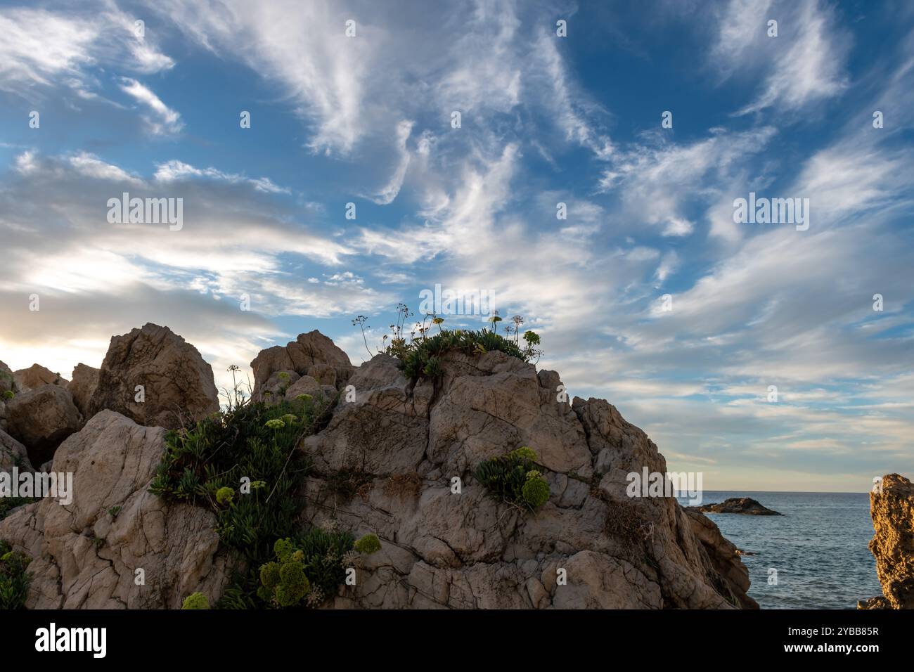 Tough seaside plants growing and thriving on the cracks of beach rocks ...