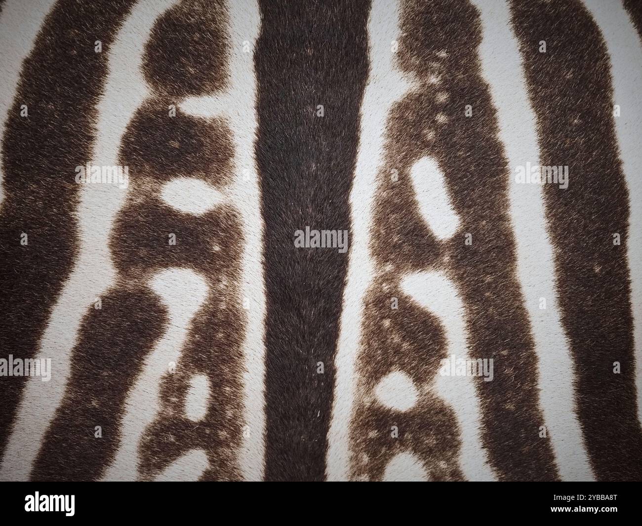 Zebra print seamless pattern hi-res stock photography and images - Alamy