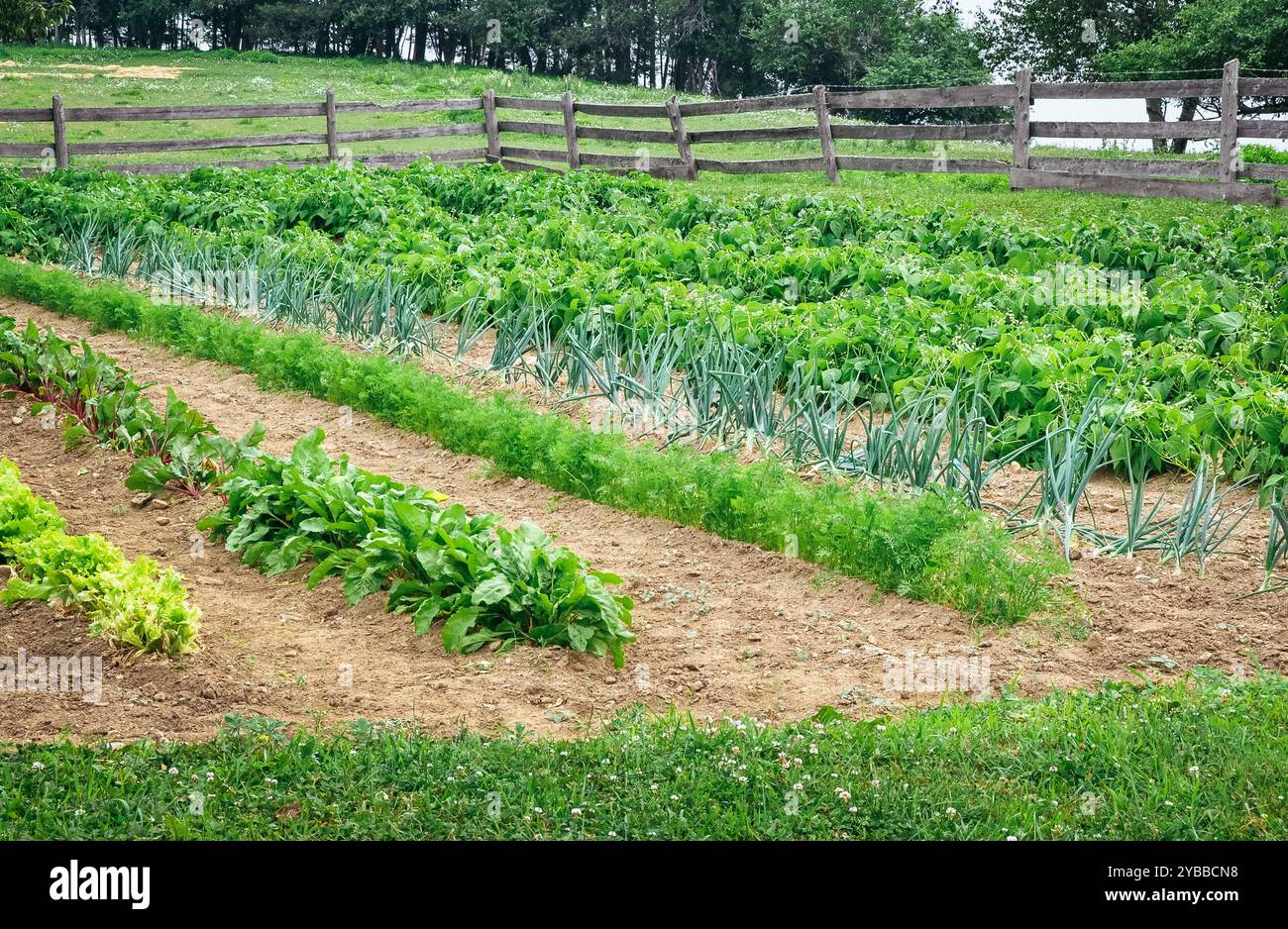 Photography of a rural variety vegetable garden with a wooden fence and ...