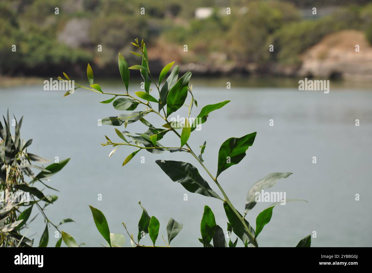 The beautiful natural River in Cyprus Stock Photo - Alamy