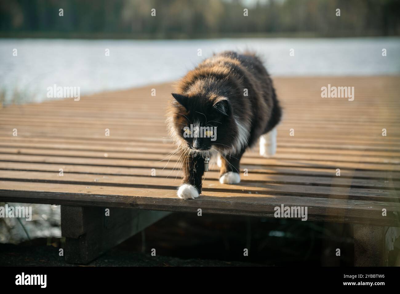 black and white cat walks along a wooden pier Stock Photo - Alamy
