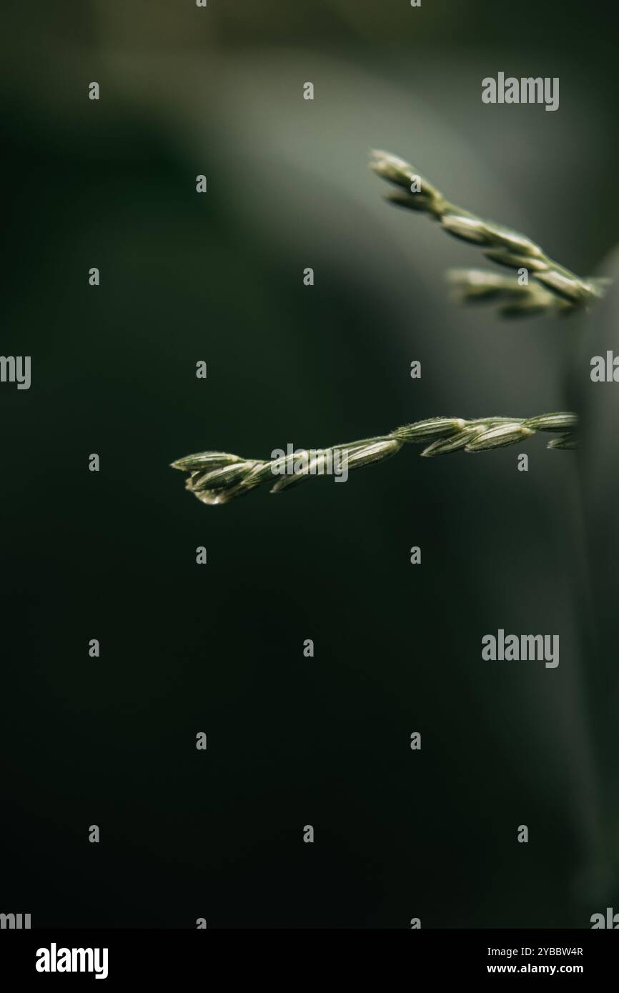 grains on a corn sprout Stock Photo