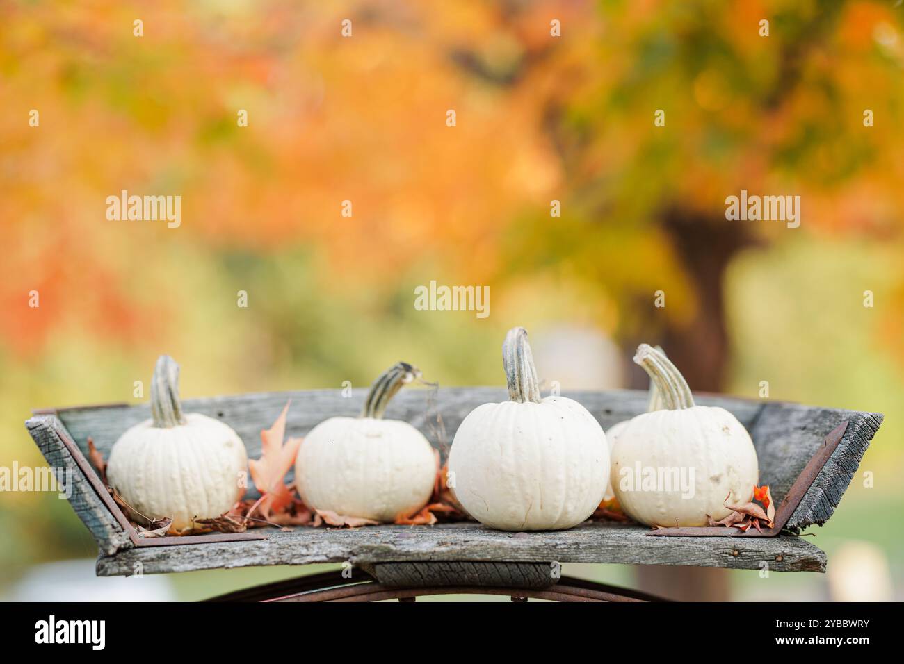 White pumpkins on rustic wooden tray, fall foliage background Stock ...