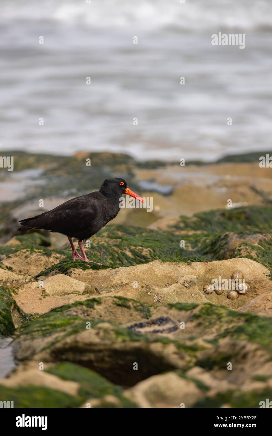 Foraging On Rocks Sooty Oystercatcher foraging on rocks by the sea Stock Photo - Alamy