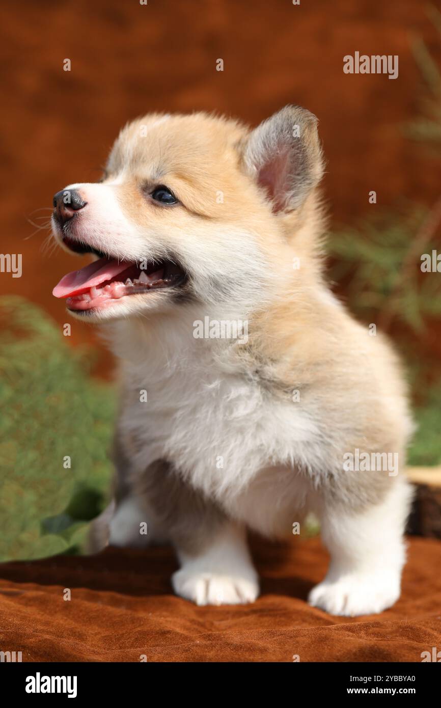 Welsh corgi pembroke hi-res stock photography and images - Alamy
