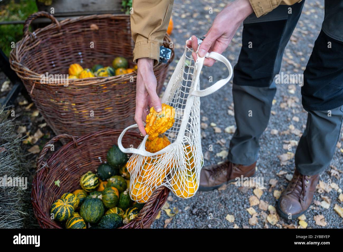 man puts decorative pumpkins in in a mesh bag Stock Photo