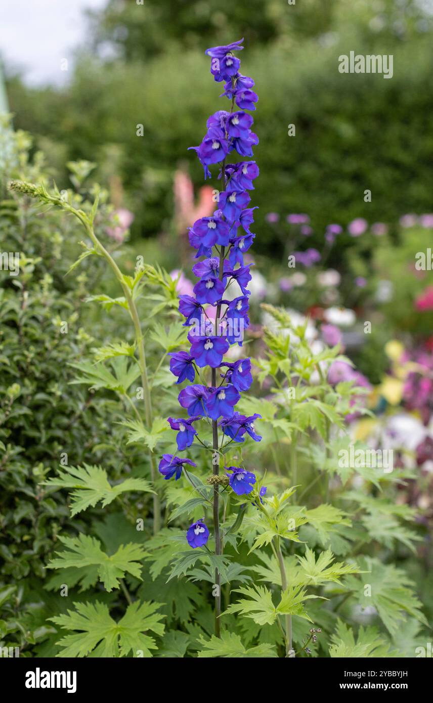 Blue Delphinium in bloom in a cottage garden Stock Photo - Alamy