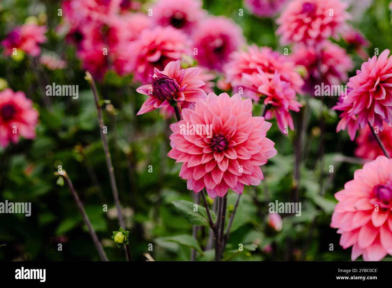 Lush dahlias hi-res stock photography and images - Alamy
