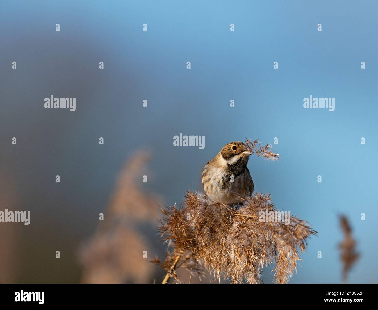 Common reed bunting Emberiza schoeniclus male in winter plumage feeding ...