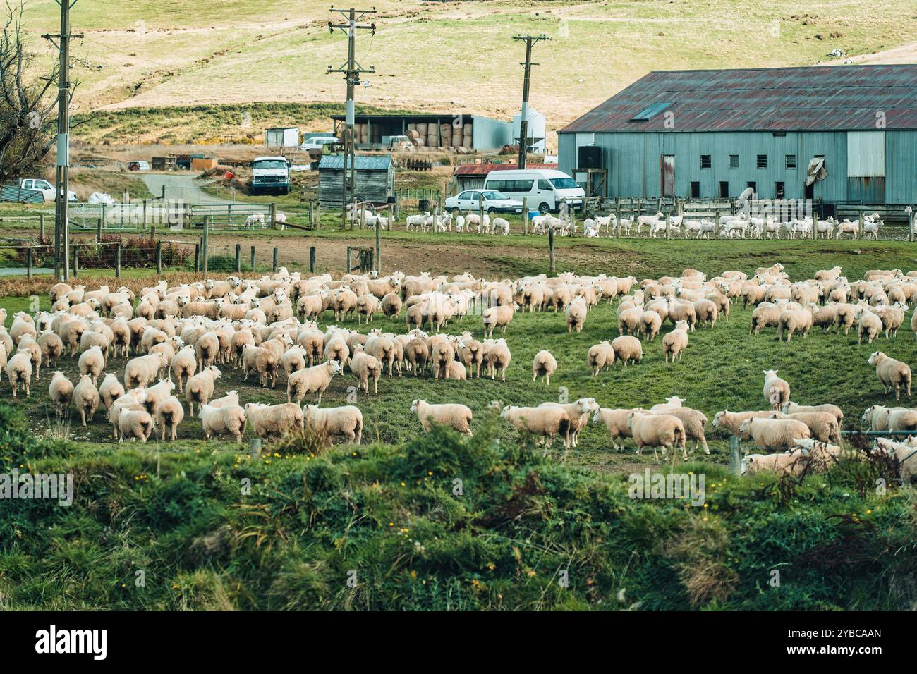 Flock of sheep were heading into the sheep pen on farmland at ...