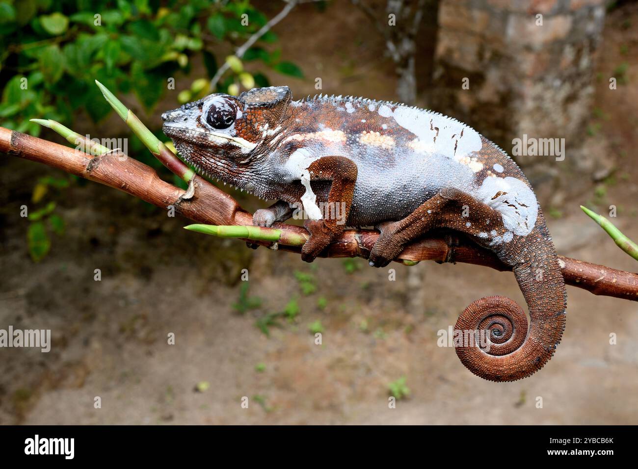 Curated visual reference: Panther Chameleon Furcifer Pardalis Is A Chameleon Endemic To North Photo Inspiration