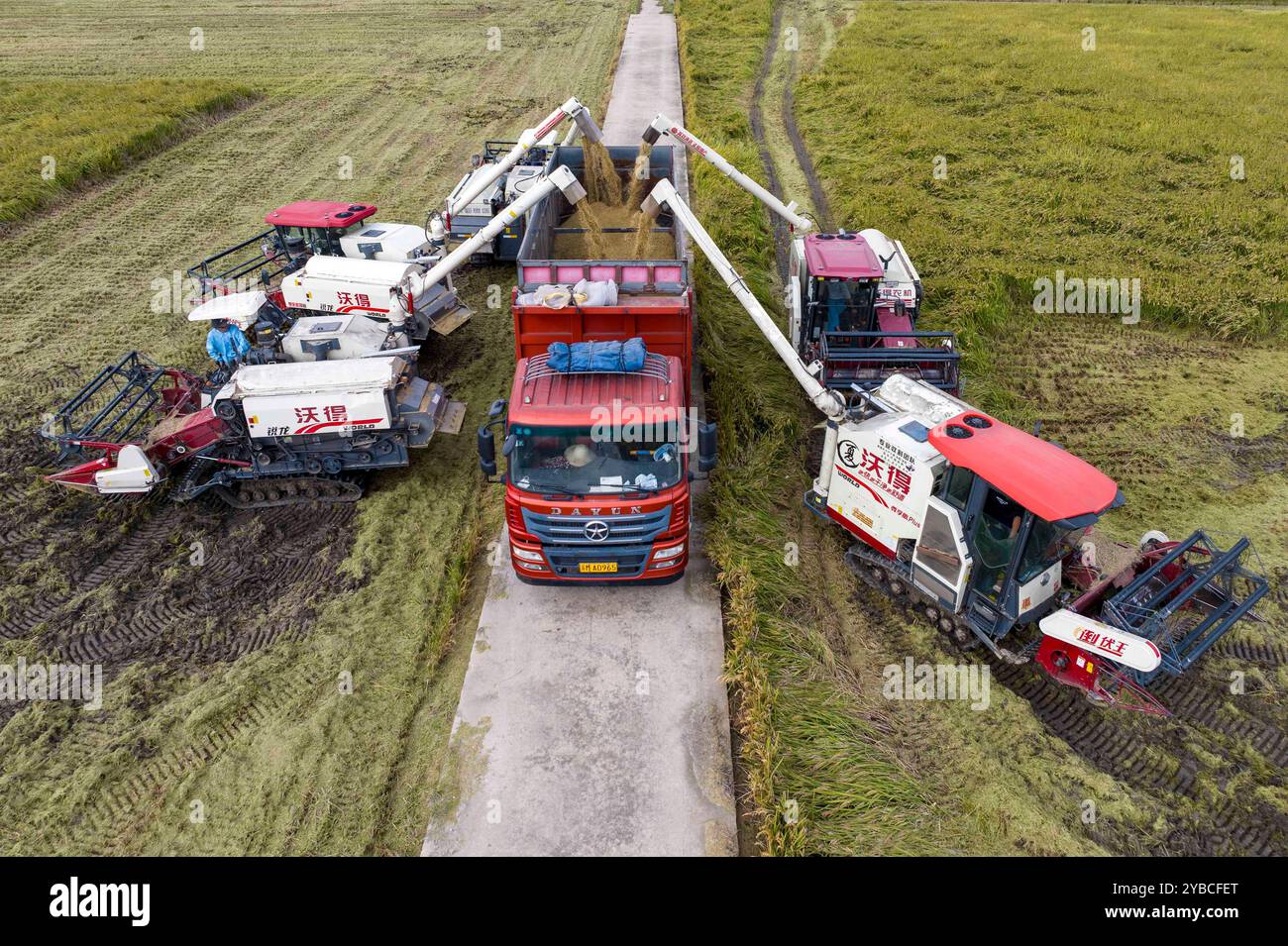 TAIZHOU, CHINA - OCTOBER 18, 2024 - Farmers load rice onto trucks in a ...