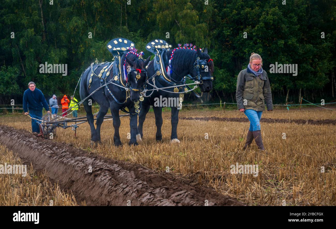 Perlethorpe, Nottinghamshire, The British National Ploughing Championships & Country Festival - Traditional heavy horse plough the straightest furrow Stock Photo