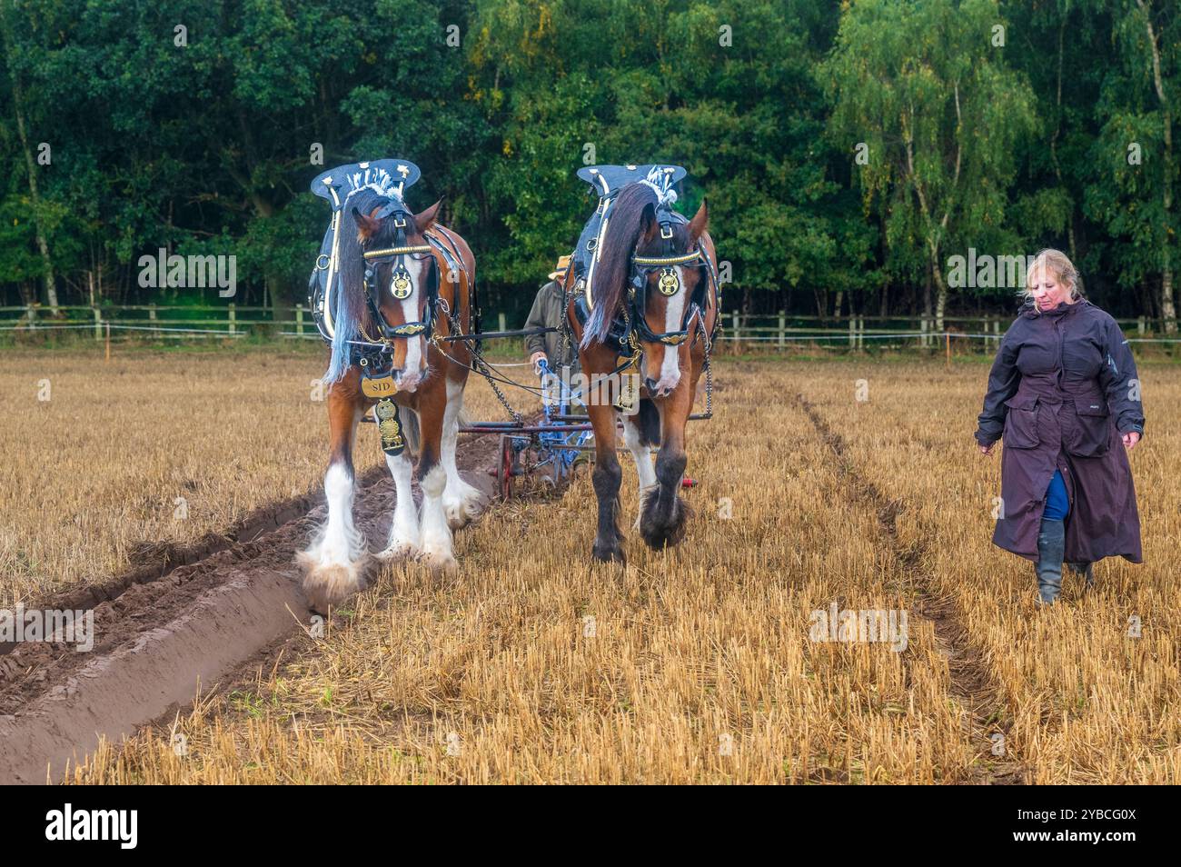 Perlethorpe, Nottinghamshire, The British National Ploughing Championships & Country Festival - Traditional heavy horse plough the straightest furrow Stock Photo