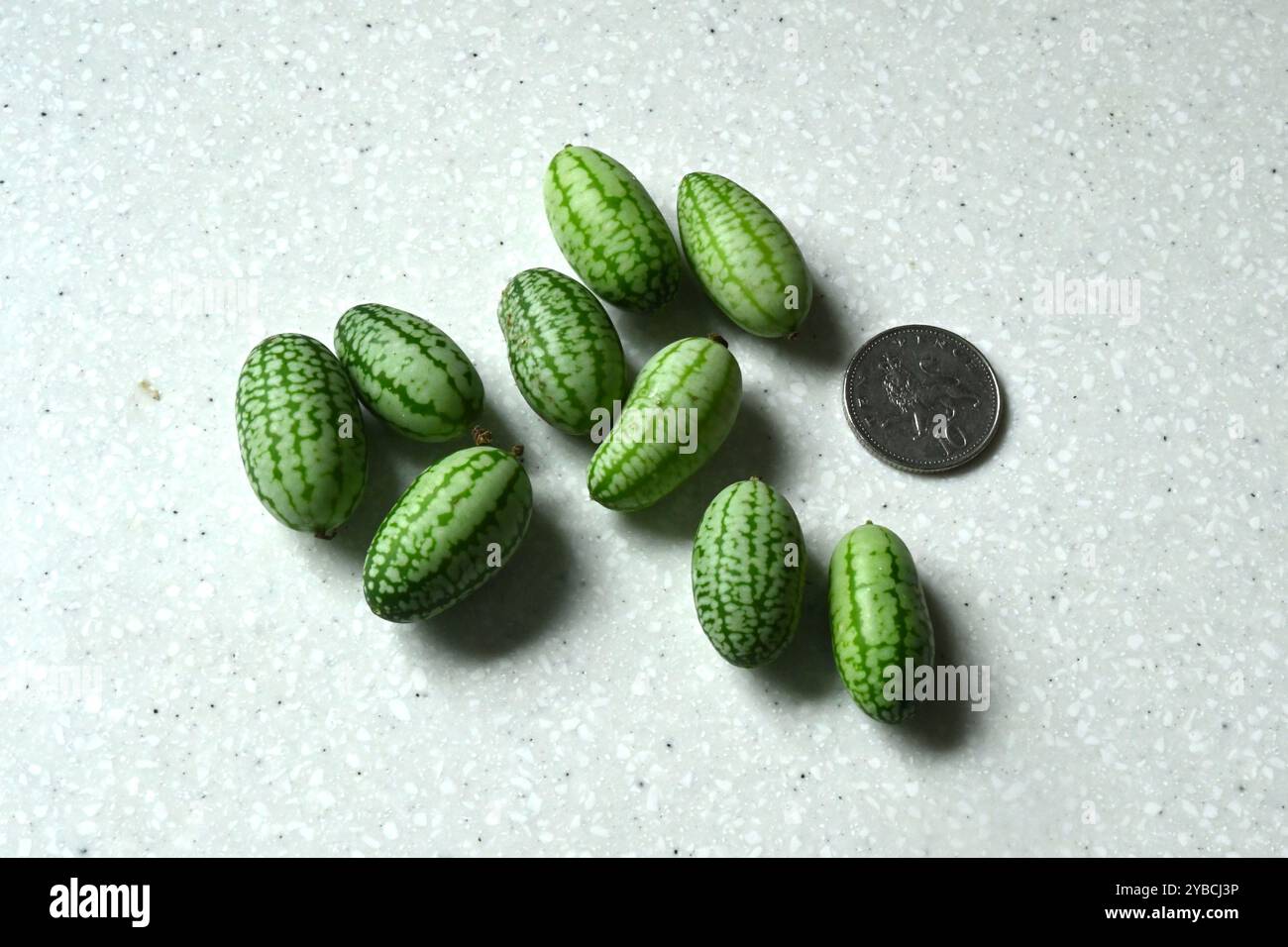 Whole small green striped fruits of Cucamelon, Melothria scabra with coin for scale. Stock Photo