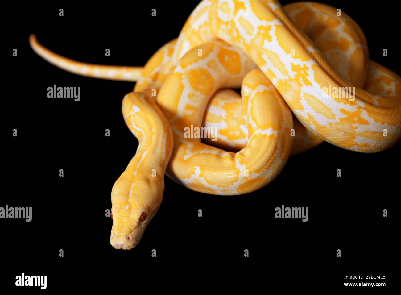 Lavender Tiger Albino python isolated on black background Stock Photo