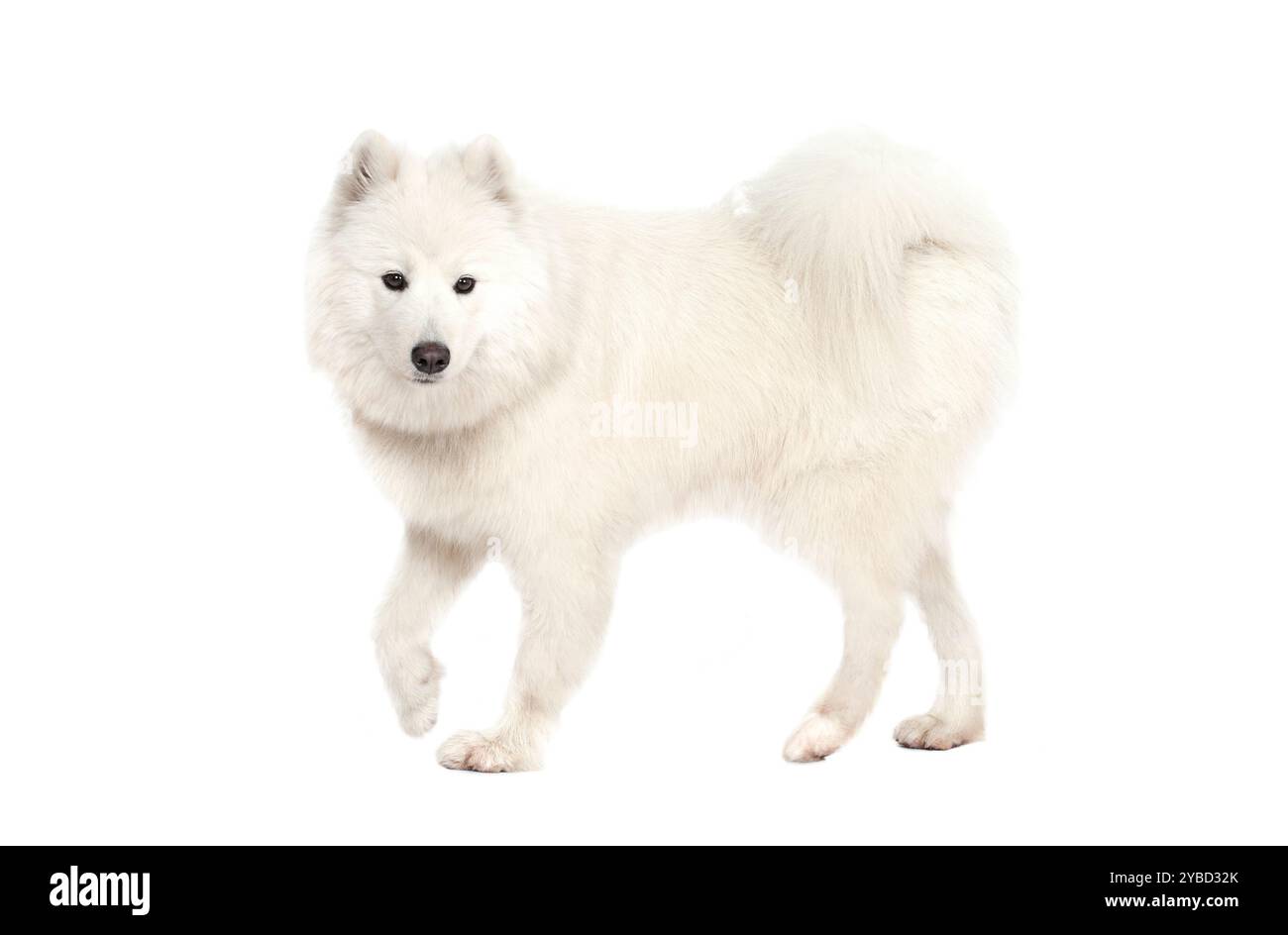 Samoyed Front Samoyed dog in front of a white background Stock Photo - Alamy