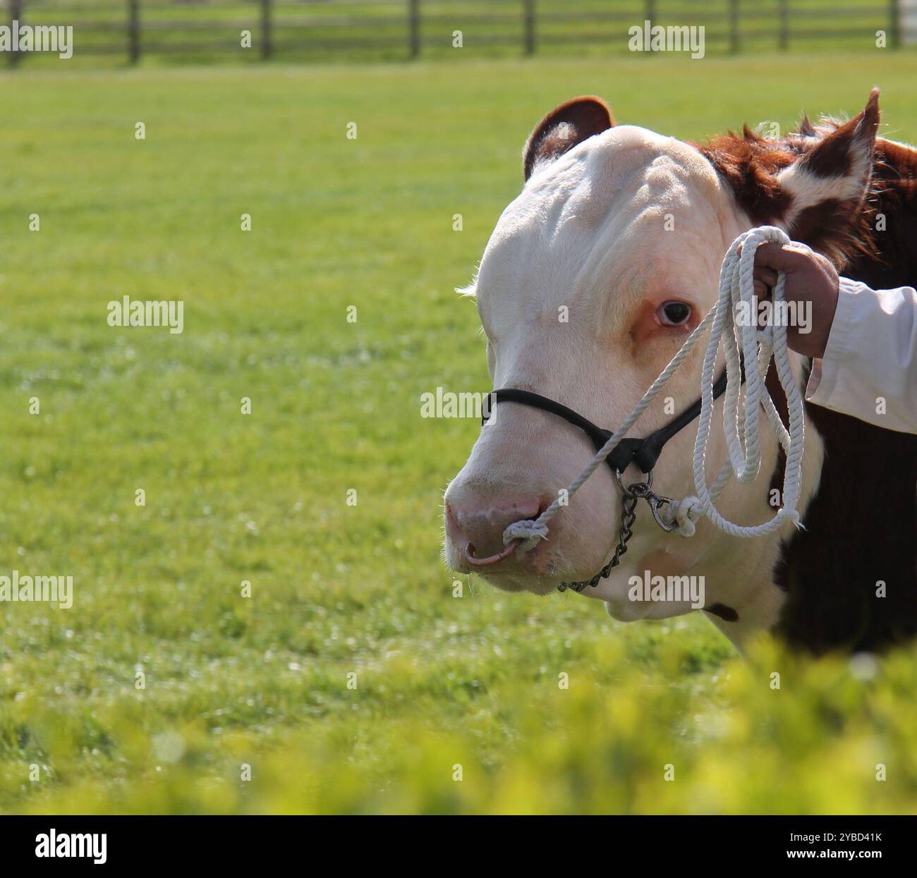 A Champion Large Hereford Bull Farm Animal Stock Photo - Alamy