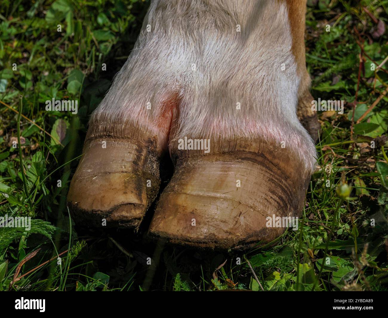 Cow hoof hi-res stock photography and images - Alamy