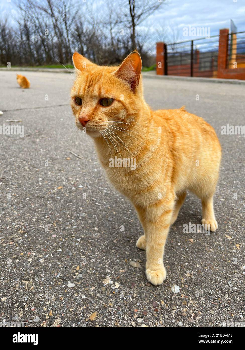 Stray cat. - Smartphone Captured Stock Image