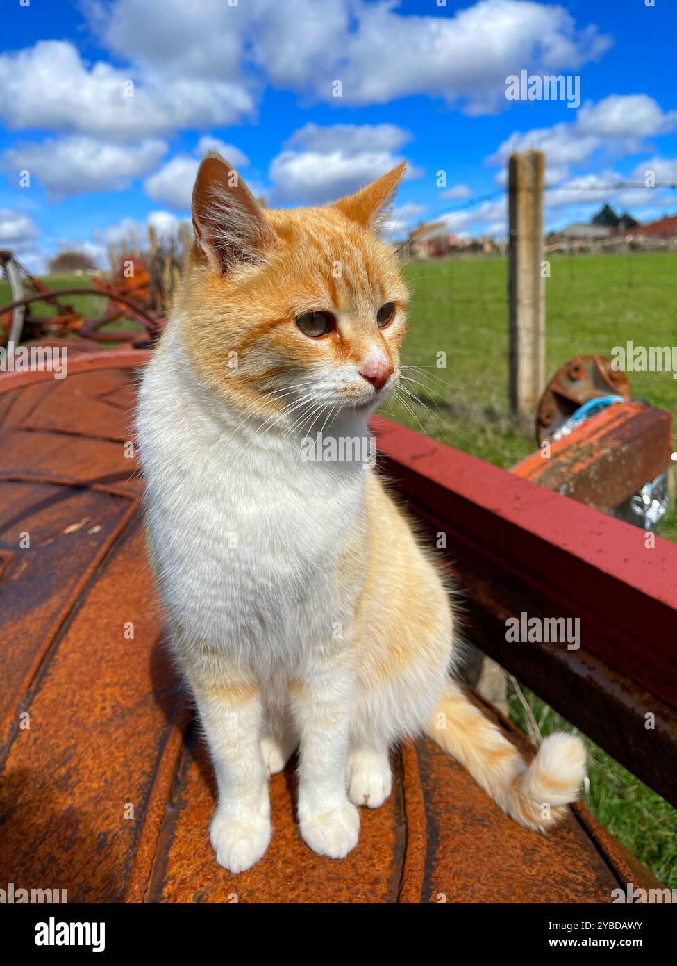 Tabby and white cat in the countryside. - Smartphone Captured Stock Image