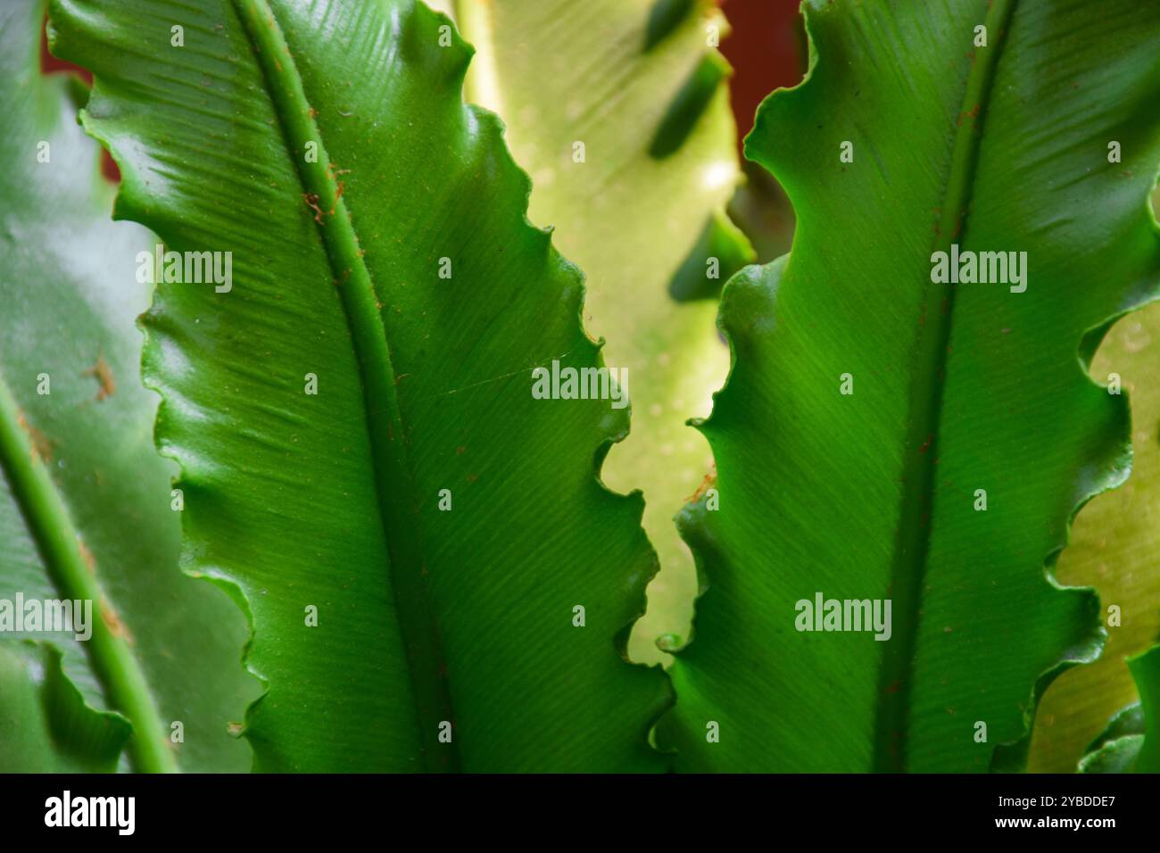 Birds nest fern plant hi-res stock photography and images - Alamy