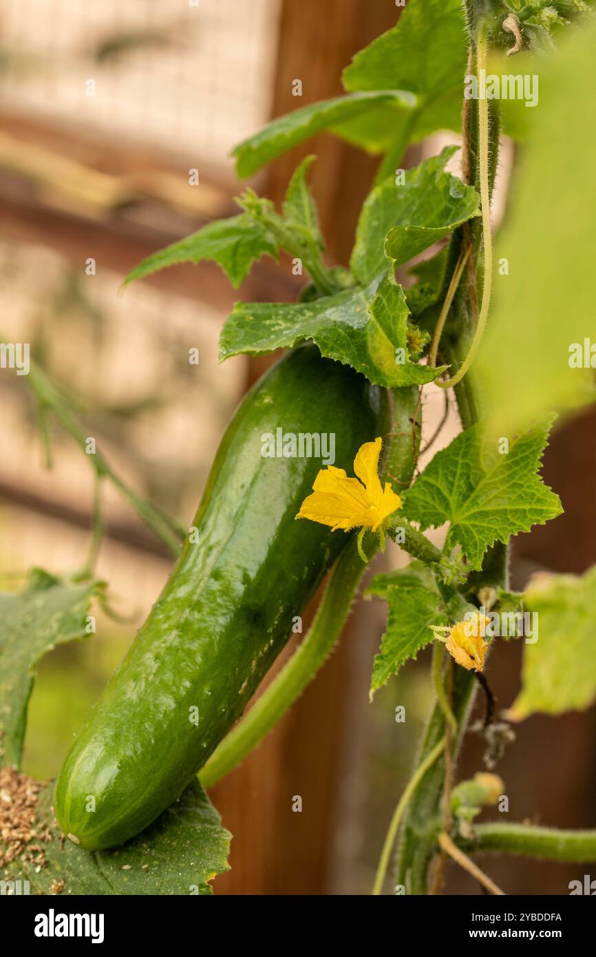 Cucumber ‘Socrates’, Cucumis sativus ‘Socrates’ fruit foliage and ...