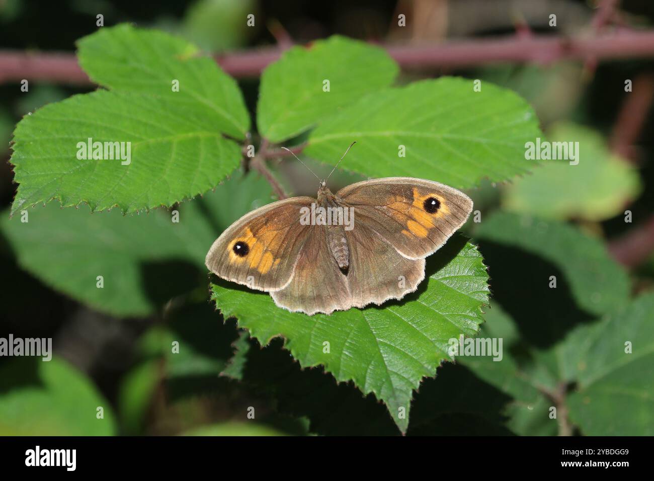 British brown butterfly hi-res stock photography and images - Alamy