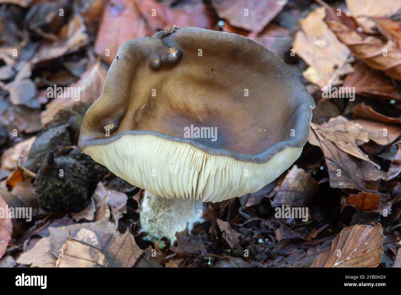 Common cavalier mushroom (Melanoleuca polioleuca) growing on woodland floor habitat in autumn, Surrey, England, UK Stock Photo