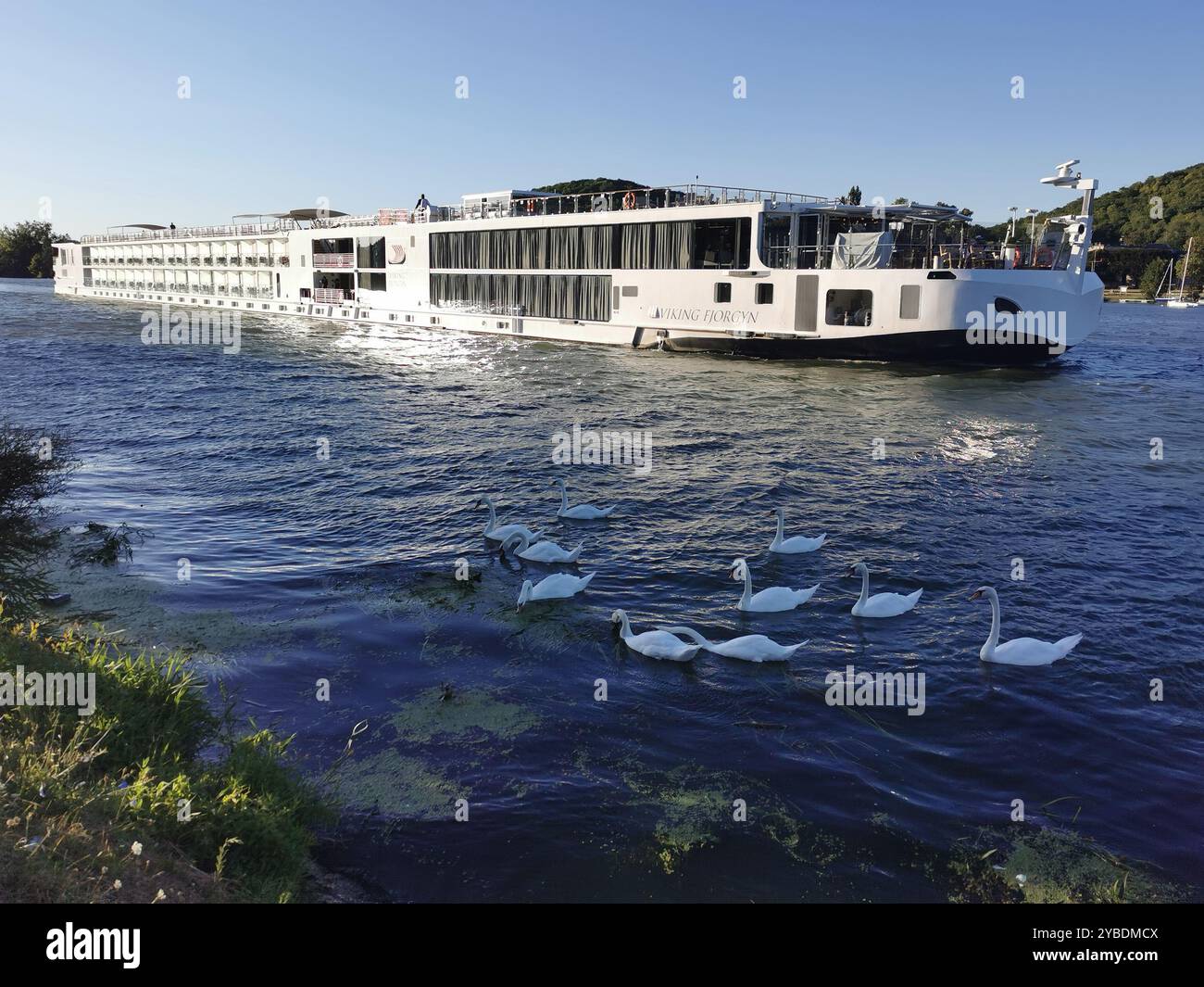 Ten mute swans and a river cruiser on the River Seine at Vernon, Normandy, France - Smartphone Captured Stock Image