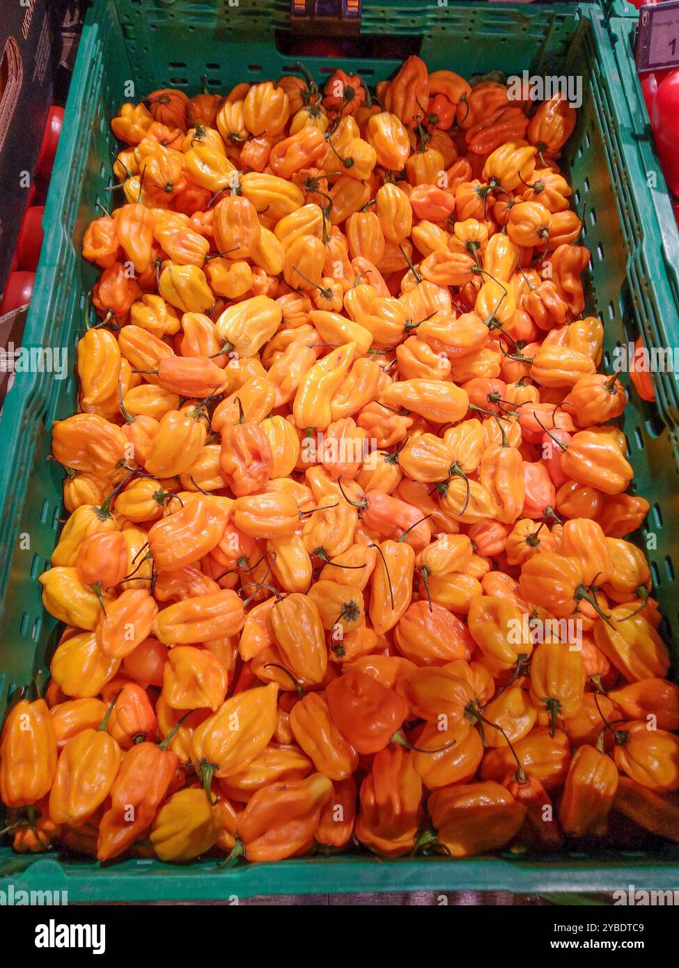 Hot Habanero Pepper. Orange vegetable in a food box. Stock Photo