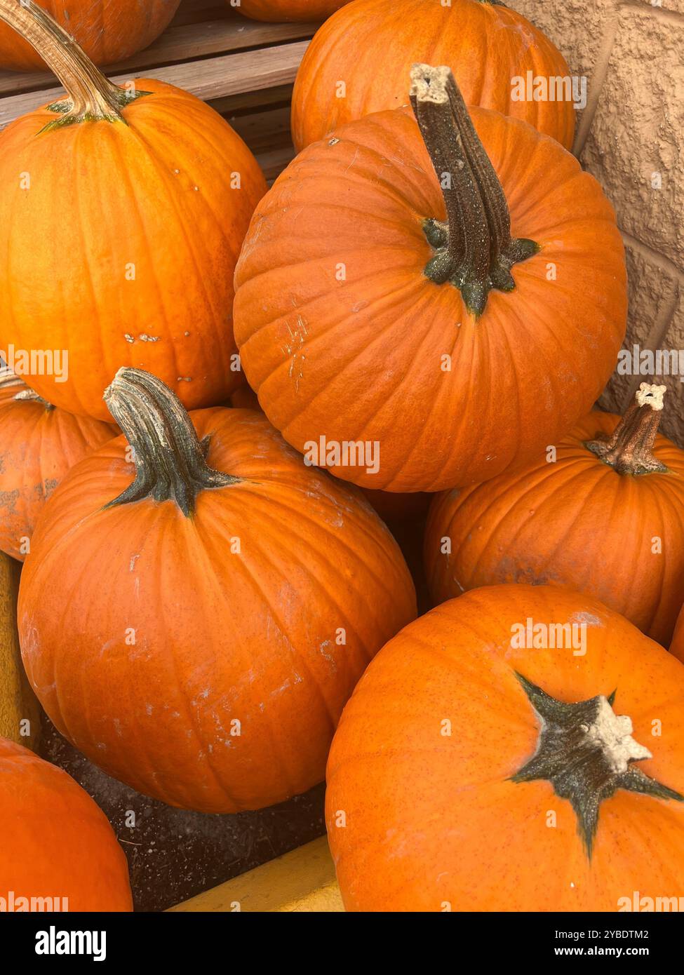 A vibrant collection of orange pumpkins, perfect for fall decorations or harvest season displays, with rich textures and autumnal hues - Smartphone Captured Stock Image