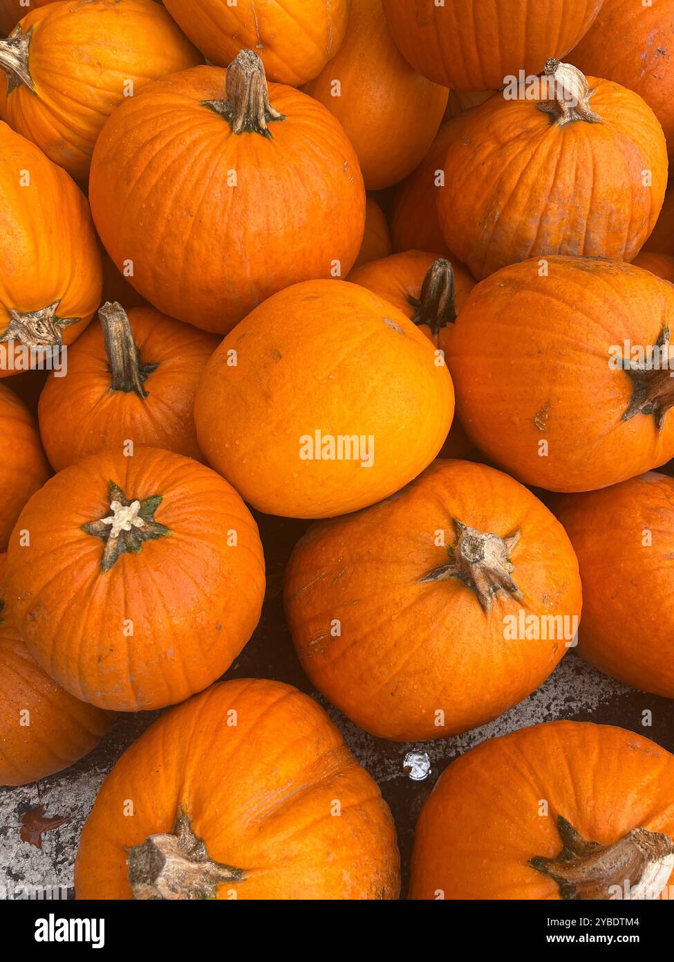 A pile of bright orange pumpkins freshly harvested for the fall season, showcasing their natural textures and perfect for autumnal displays - Smartphone Captured Stock Image