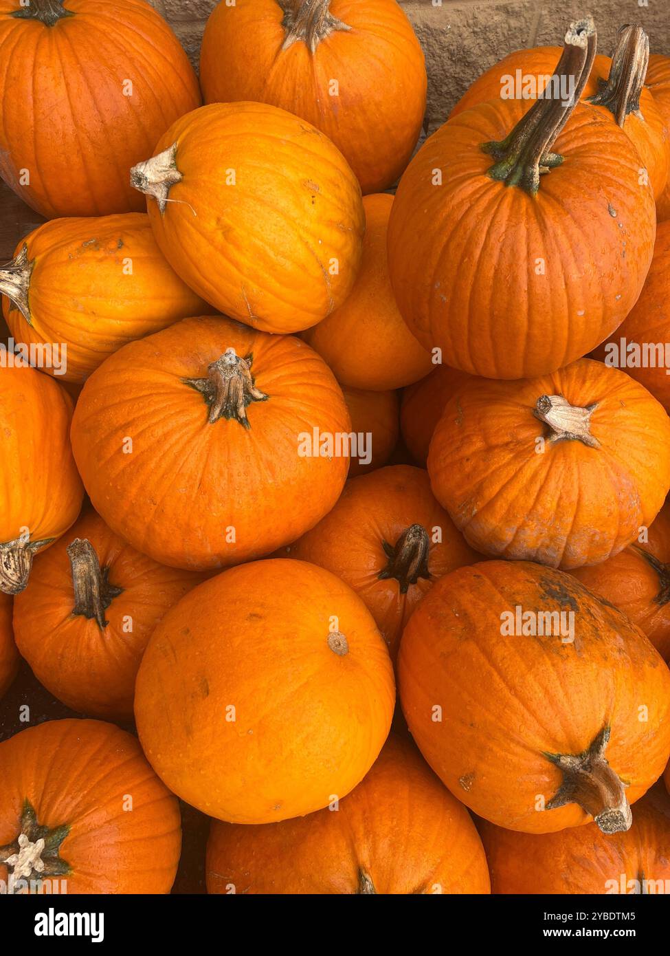 A pile of bright orange pumpkins freshly harvested for the fall season, showcasing their natural textures and perfect for autumnal displays - Smartphone Captured Stock Image