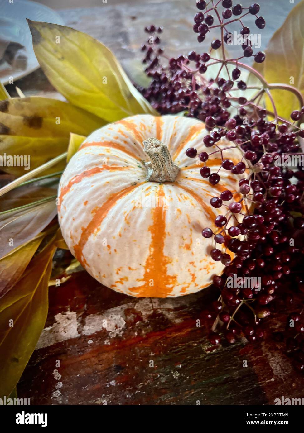 A small decorative pumpkin with orange stripes sits on a rustic table, paired with deep purple berries and autumn leaves, a festive fall display - Smartphone Captured Stock Image
