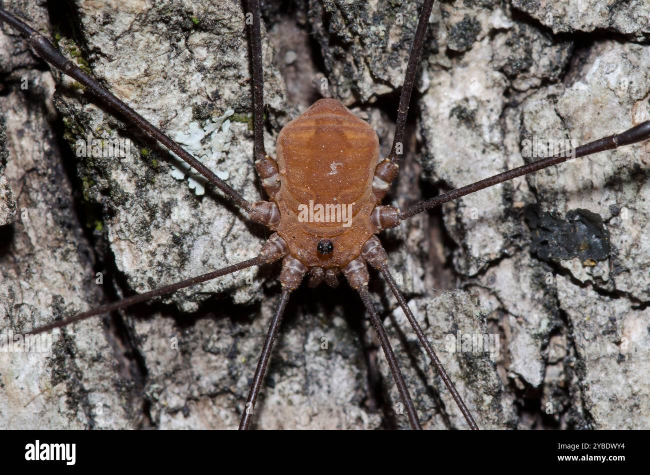 Opilionides Opiliones daddy long legs hi-res stock photography and images - Alamy