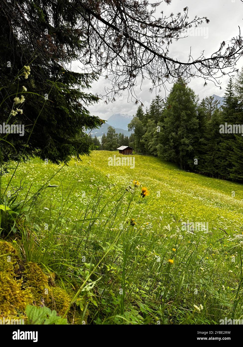 Tiny house in the wood - Smartphone Captured Stock Image
