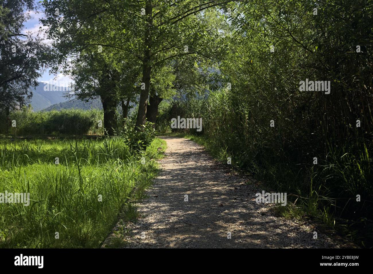 Calm lake bordered reeds hi-res stock photography and images - Alamy