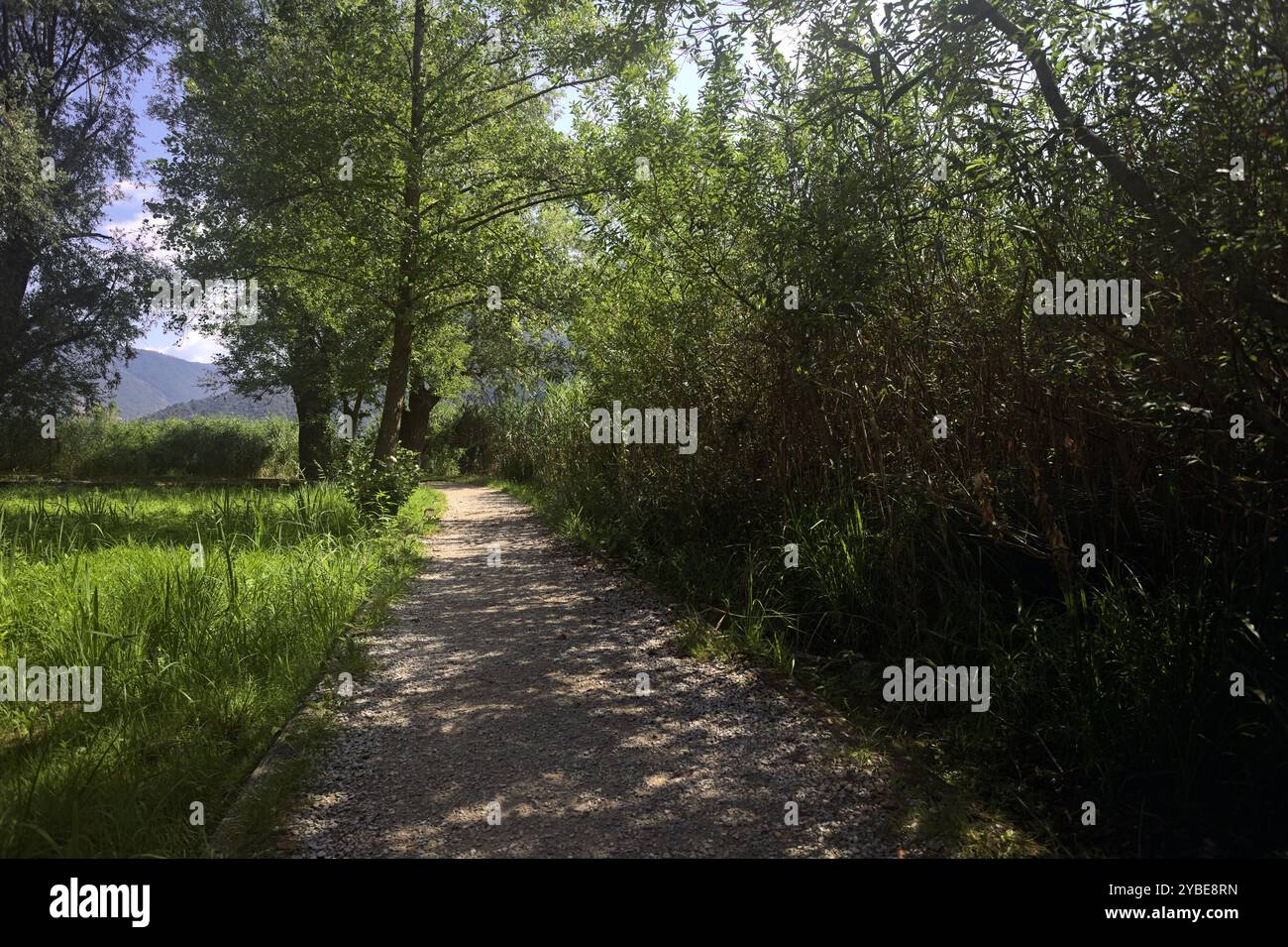 Calm lake bordered reeds hi-res stock photography and images - Alamy