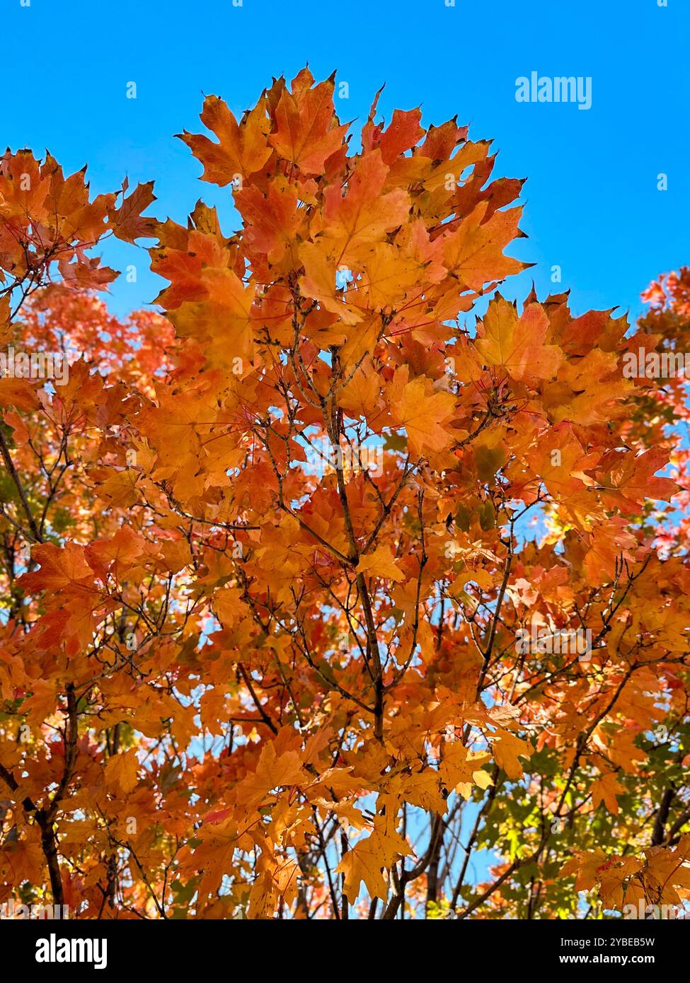 orange and red and green maple tree leaves in October on clear sunny day in the midwest. - Smartphone Captured Stock Image