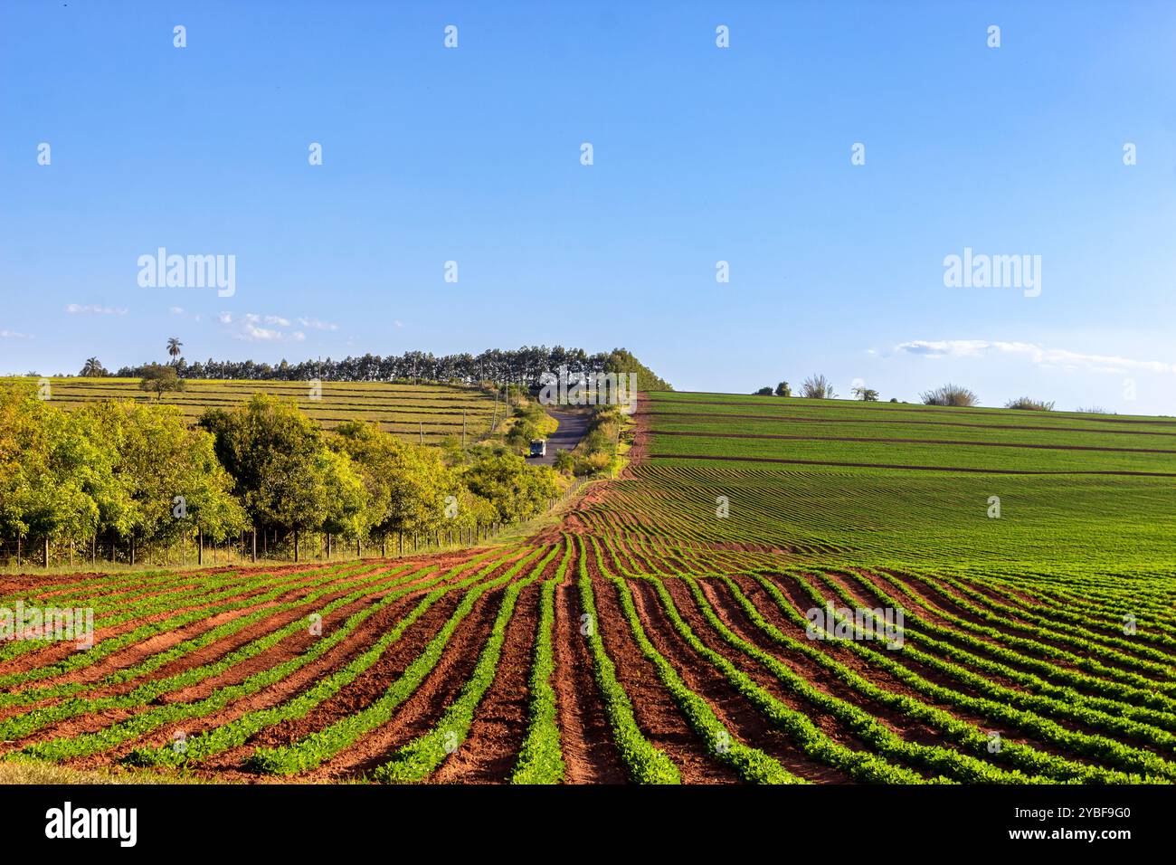 Soybean fields, grown on a farm in Brazil, with country road background ...