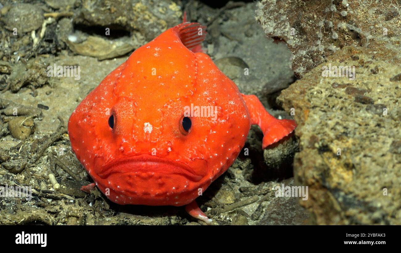 Zumar Fish Pacific Ocean. 15th Mar, 2024. A Chaunax (genus of bony fish in the sea ...