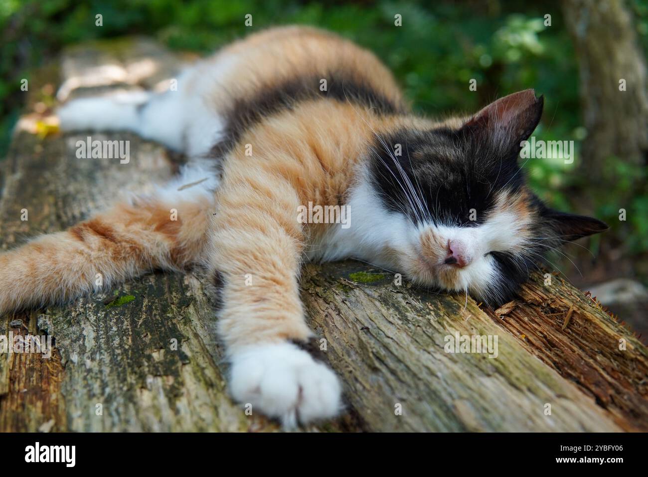 sleeping cat in the woods Stock Photo