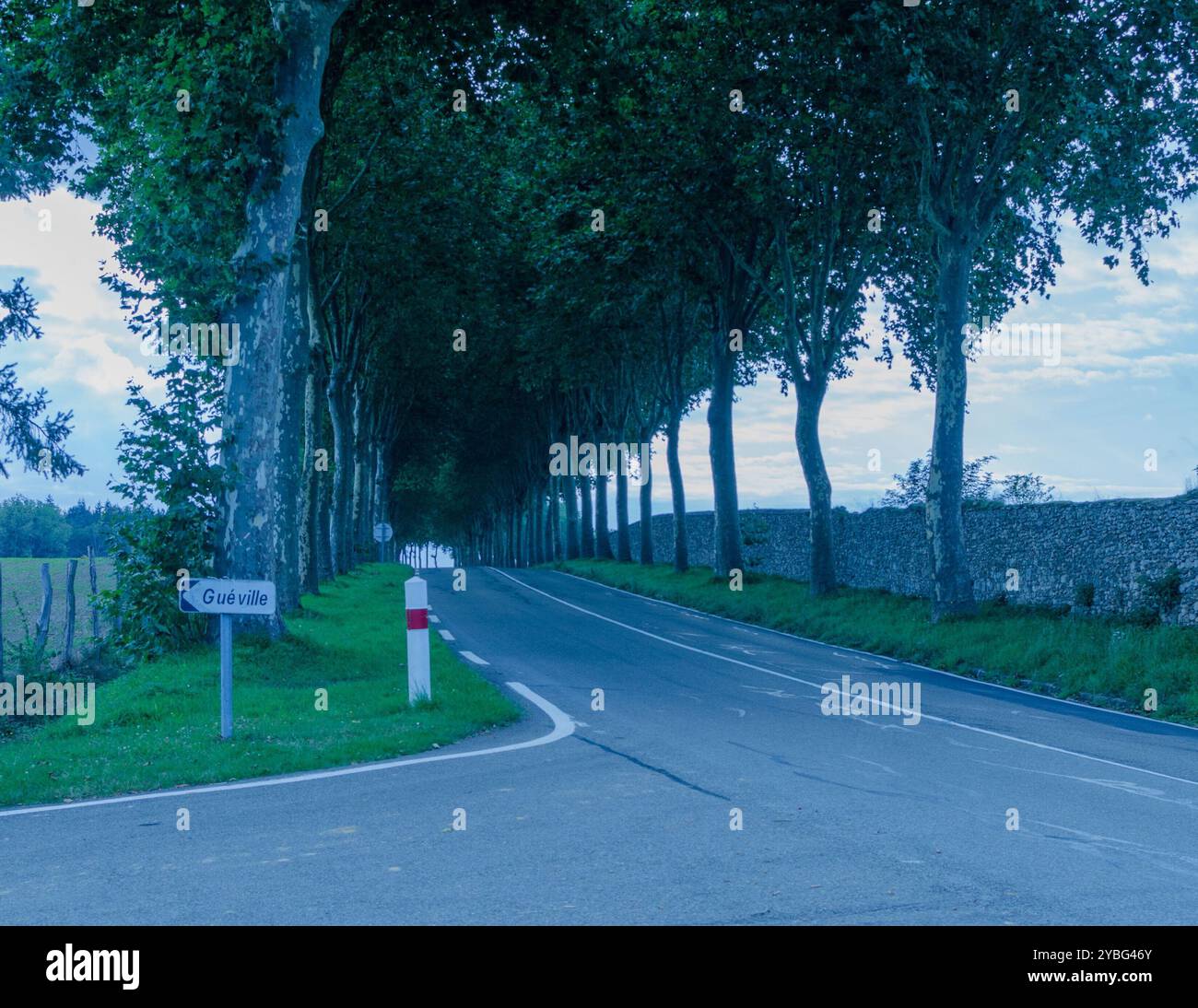 Beautiful tree lined avenue hi-res stock photography and images - Alamy