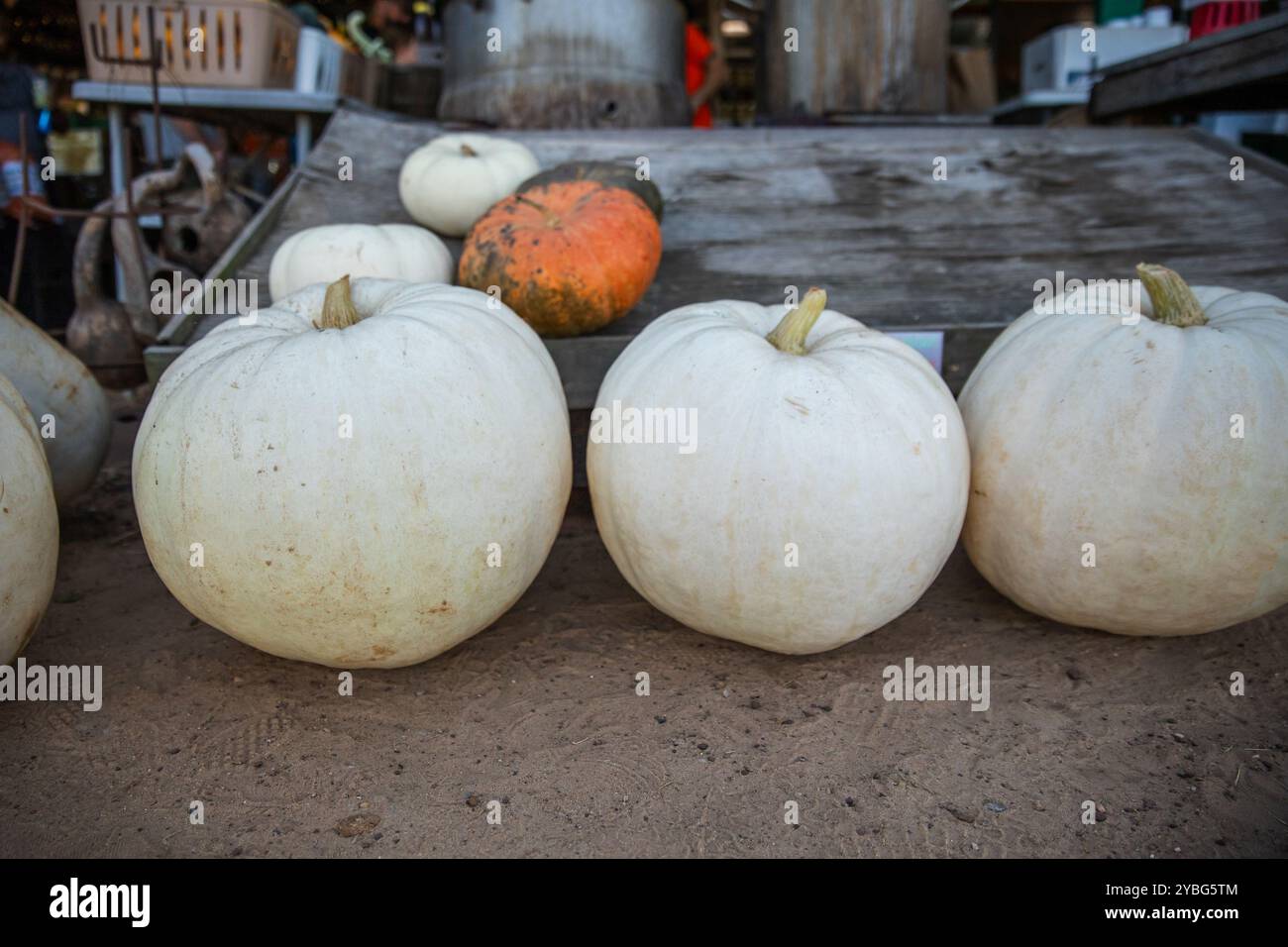 Seasonal Harvest of White Pumpkins Lined Up at a Pumpkin Patch Stock ...