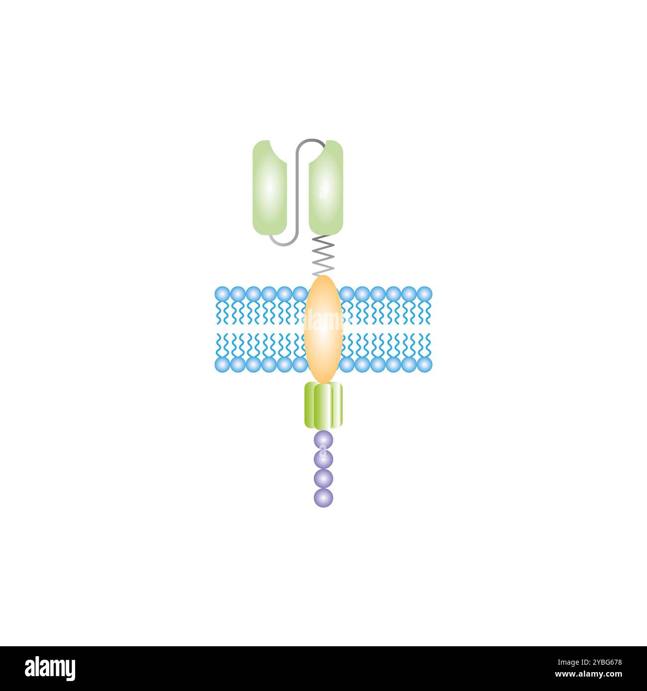 T Structure CAR-T cell structure, illustration Stock Photo - Alamy