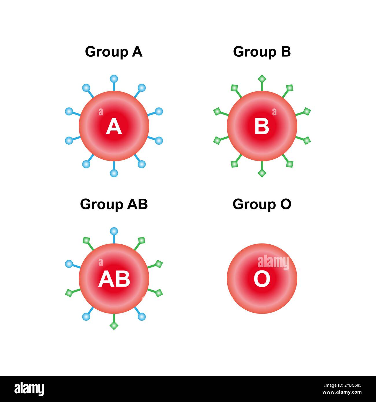 ABO blood groups, illustration. Stock Photo